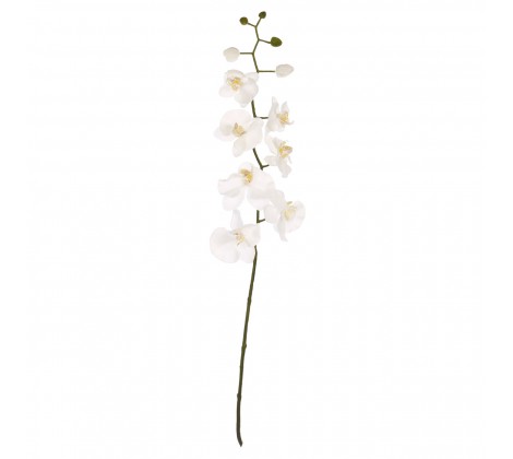 Cream Orchid Stem 2