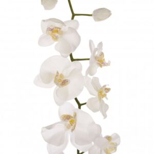 Cream Orchid Stem1