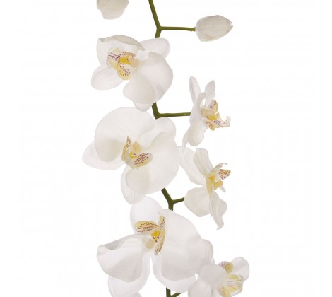 Cream Orchid Stem1