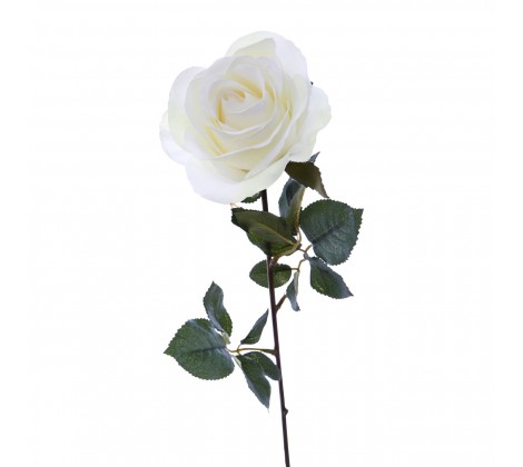 White Rose Stem1